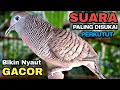 Lagu Perkutut Lokal Gacor RAJA PIKAT Ahlinya Bikin Semua Burung Perkutut Gacor Nyaut.