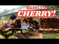SPLITTING CHERRY FIREWOOD FOR SMOKER WOOD WITH THE BRUTE FORCE SEMI PRO