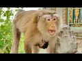 Download Lagu Safely Keeping Baby Jonas Monkey By Joanna Mom Who Putting Her Eyes On Jonas Constantly \u0026 Carefully