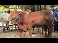 Lagu 8 juta !! Limousin Super Calon 1 TON !! Harga Murah Sepi Pembeli !! Pasar Sapi Tuban 