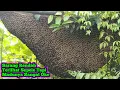 Download Lagu Sarang Rendah Terlihat Sepele Tapi Madunya Sangat Oke    #bee#honey#panenmaduhutan#lebah#hutan#alam 