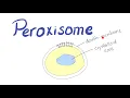 Peroxisome What s the function