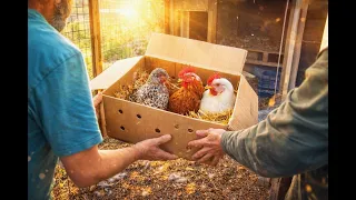 We Surprised Our Neighbor After a Marten Killed His Chicken