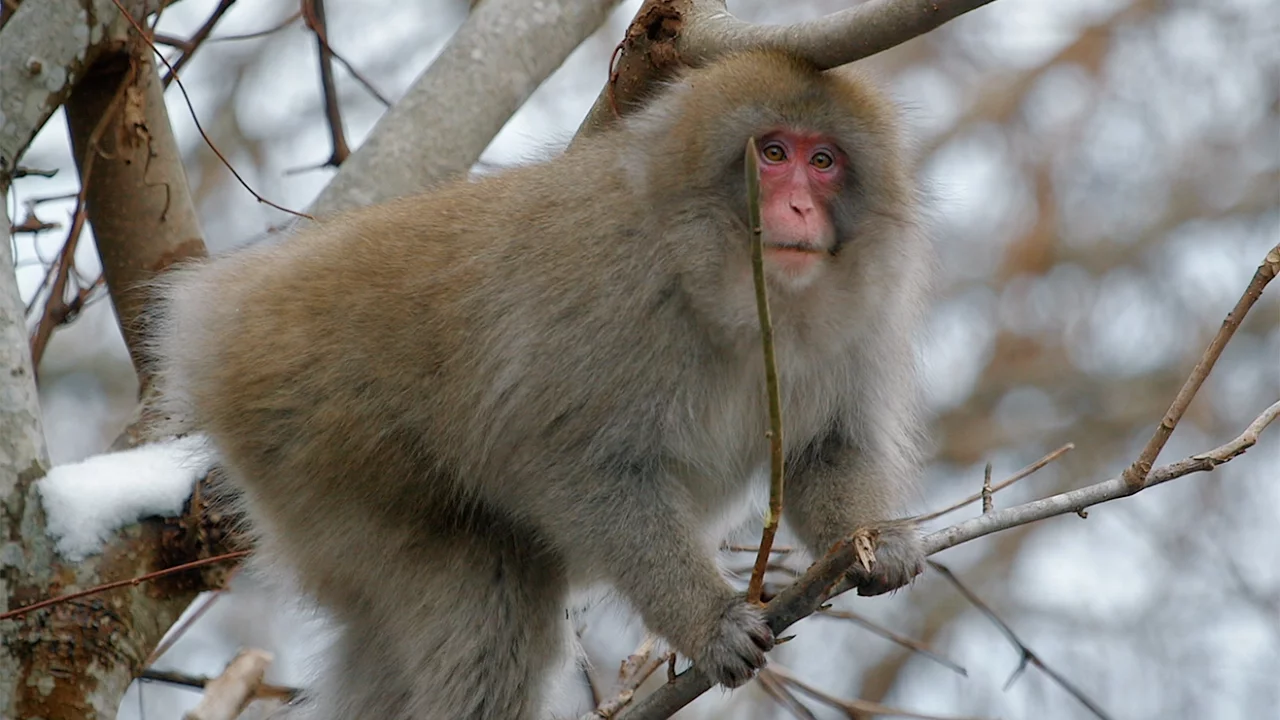 Elusive Snow Monkeys | Japan's Northern Wilderness | BBC Earth