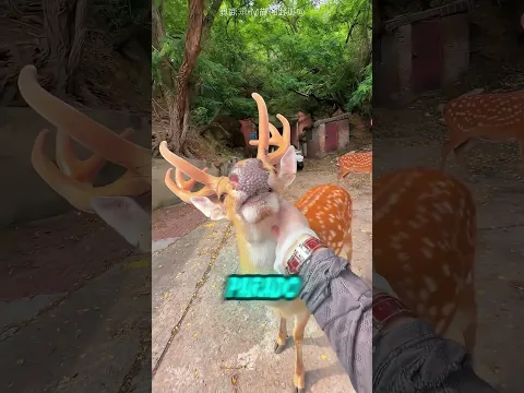 ESSE CERVO SÓ QUERIA UMA MASSAGEM! 🦌😂❤️