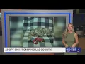 Give Cici from Pinellas a fur-ever home