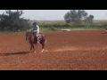 Iam Big Red http www allbreedpedigree big red