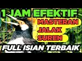 Lagu Burung Jalak Suren Malam Hari Gacor Full Isian Tembakan Mewah Cililin Tengkek