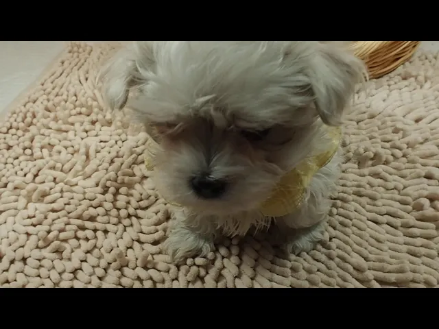 動画