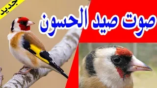 نداء الحسون الخلوي شريط صيد الطيور بشبكة بدون الحاجة لطائر  نداء الحسون الخلوي شريط صيد الطيور بشبكة بدون الحاجة لطائر