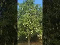 Download Lagu Carabao Mango Plantation in Occ.Mindoro❤❤❤
