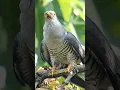 Download Lagu Suara Cuckoo Biasa