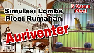 Download Simulasi Lomba Pleci Auriventer Rumahan MP3