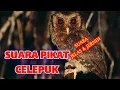 Download Lagu SUARA PIKAT BURUNG HANTU CELEPUK