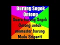 Download Lagu Masteran suara burung Sogok Ontong untuk memaster burung Madu Sriganti
