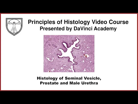 Download MP3 Histology of Seminal Vesicle, Prostate, and Male Urethra [Male Reproductive Histology Part 4 of 4]