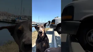 #Fyp #dream #YouTube #doberman #pets