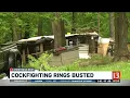 Alleged cockfighting rings busted