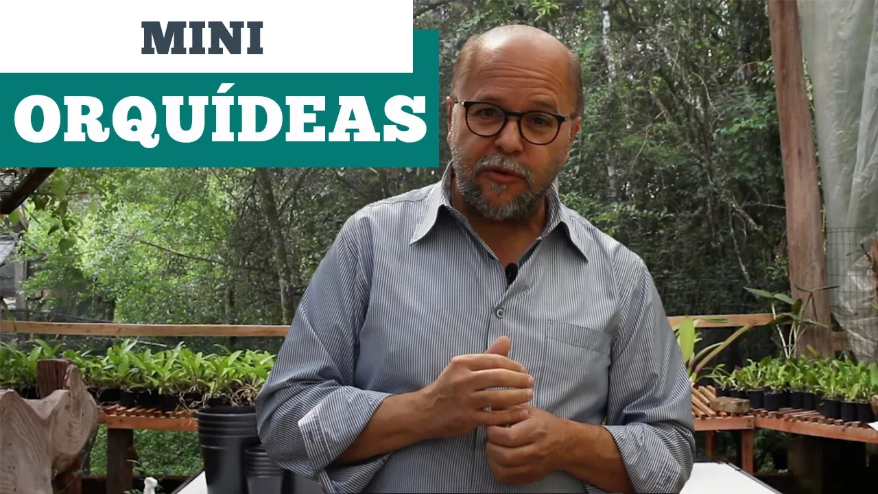 MINI ORQUIDEAS COMO CUIDAR