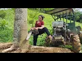 Download Lagu Agricultural vehicles transporting timber, felling giant ancient trees, tree sawing skills