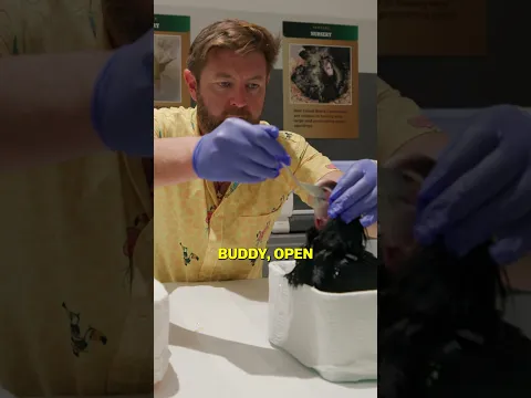 Spoon Feeding Baby Birds