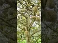 Download Lagu Exotic Durian Fruit 😱#durian #template #durianfruit #shortvideo #asmrsounds #viralvideo #trending