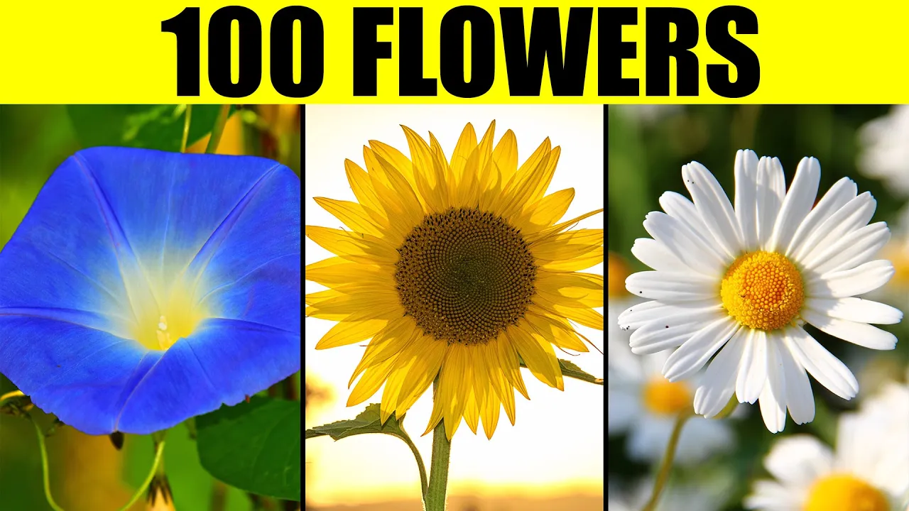 FLOWERS of the World - Names of 100 Different Types of Flowers