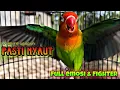 Download Lagu PANCINGAN LOVEBIRD JOSAN FC|| josan muka merah kowak kowek,pancingan lovebird emosi birahi ❗️