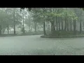 🌧️ Heavy Rain in Metasequoia Forest and Lake | Nature Rain ASMR | Sleep# Meditation#Relaxation
