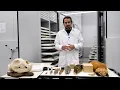 Mammal Mandibles and Teeth How They Help Scientists Identify and Study Species
