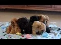 Shihpoo Puppies For Sale