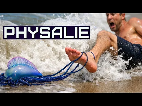 La créature la plus dangereuse de la plage. Ne touchez jamais à la physalie. - YouTube thumbnail