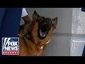 The Five Biden s dog bites again