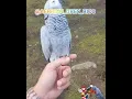 AFRICAN GREY PARROT RICO'S FIRST TIME OUT WITHOUT A HARNESS😲