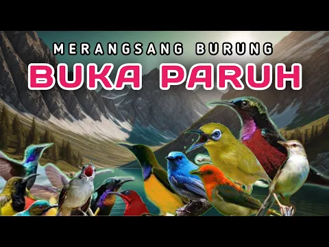 Download MP3 Terapi Burung Kecil Malam Hari Dan Pagi Hari , Terapi Air Burung Kecil Agar Bunyi Buka Paruh