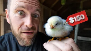 We Bought the RAREST Chickens in the World