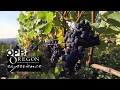 Grapes of Place How Oregon changed the world of wine Oregon Experience OPB