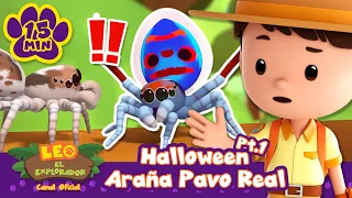 ¡Exploremos con la araña pavo real! Halloween: Parte 1 | Leo, El Explorador | Animación - Familia