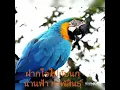 ฝากใจ..ไปกับนก - น่านฟ้า กาฬสินธุ์ (นอนหลับฝันดี ราตรีสวัสดิ์ครับผม)