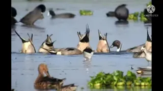 صوت دجاج الماي خضيري ابو زله حذاف لأيك للفيديو 