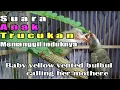 Download Lagu Suara anak trucuk mp3 durasi panjang.baby yellow vented bulbul calling her mother.