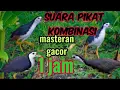 suara Ruak Ruak siang hari
