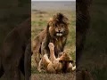 Download Lagu Scarface - World's Most Famous Lion #shorts