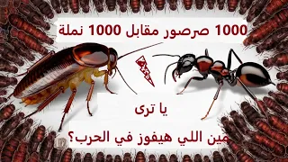      صرصور مقابل      نملة    ياترى مين هيفوز  دندنها