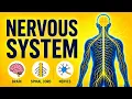 Nervous System