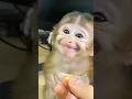 Baby Monkey Eats Corn and Gives the Sweetest Thank-You Smile Ever! 🌽😊