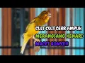 Download Lagu KENARI GACOR DURASI PANJANG Cuit CUIT BIRAHI UNTUK PANCINGAN \u0026 MASTERAN Kenari PAUD AGAR BUNYI
