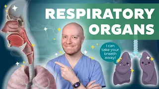 Respiratory Organs Anatomy All You Need To Know