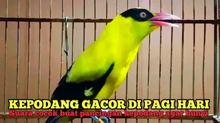 Download Kepodang gacor di pagi hari MP3