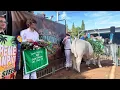 Sonoma County Fair steer goes for 50k at Junior Livestock Auction